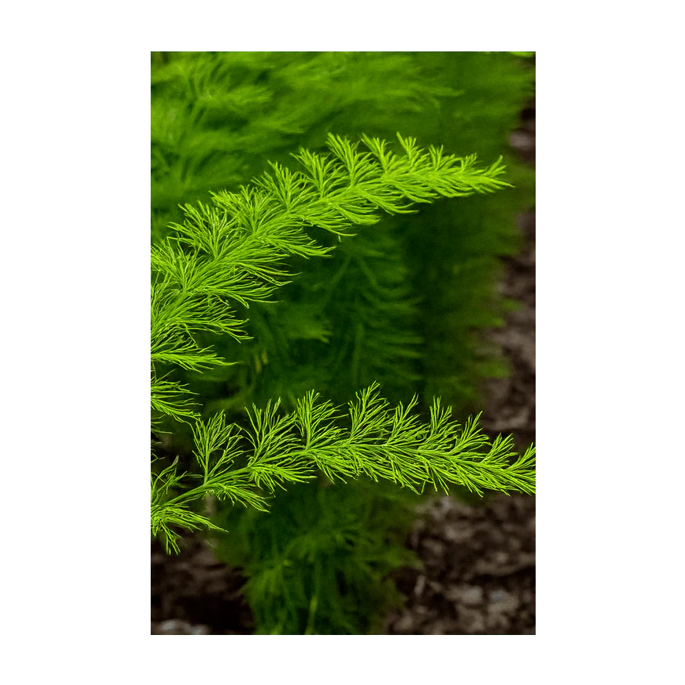 Shido Seeds Asparagus Fern