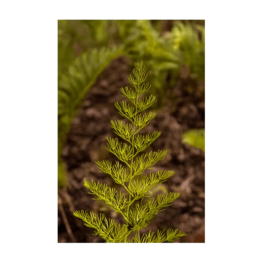 Shido Seeds Asparagus Fern