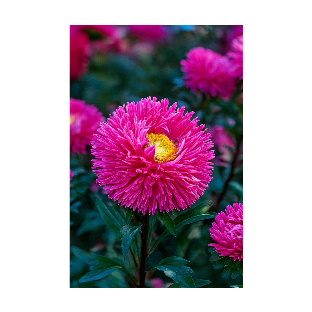 Shido Seeds Aster Flower