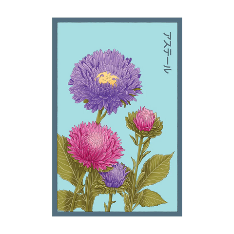 Shido Seeds Aster Flower