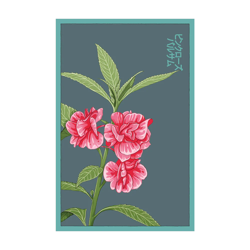 Shido Seeds Pink Rose Balsam Flower Plant Seeds