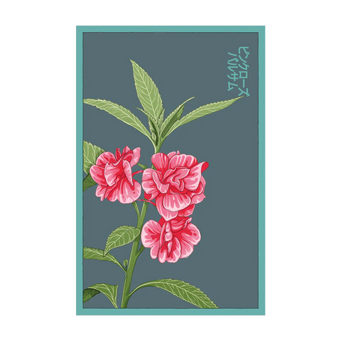 Shido Seeds Pink Rose Balsam Flower Plant Seeds