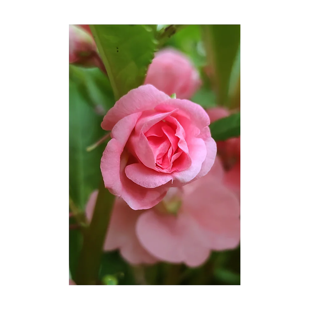 Shido Seeds Pink Rose Balsam Flower Plant Seeds