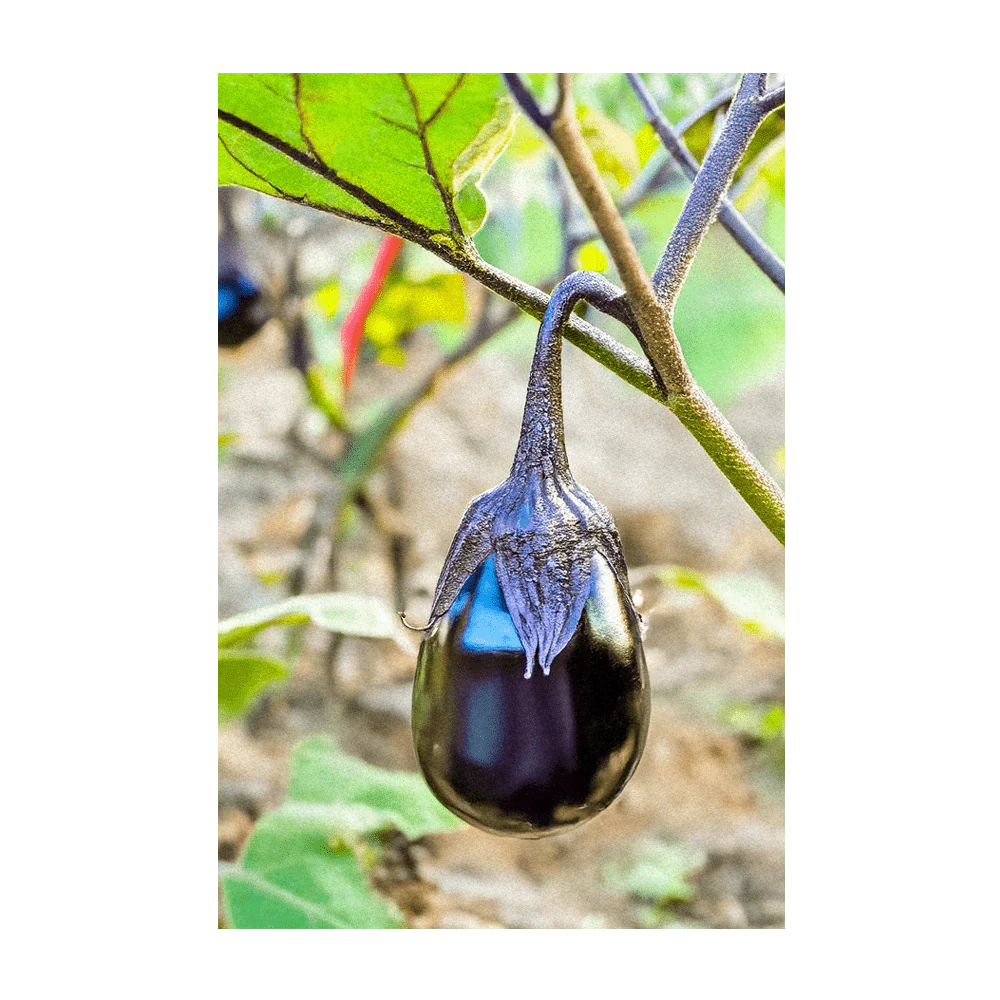 Shido Seeds Black Beauty Eggplant