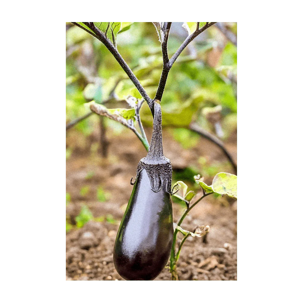 Shido Seeds Black Beauty Eggplant