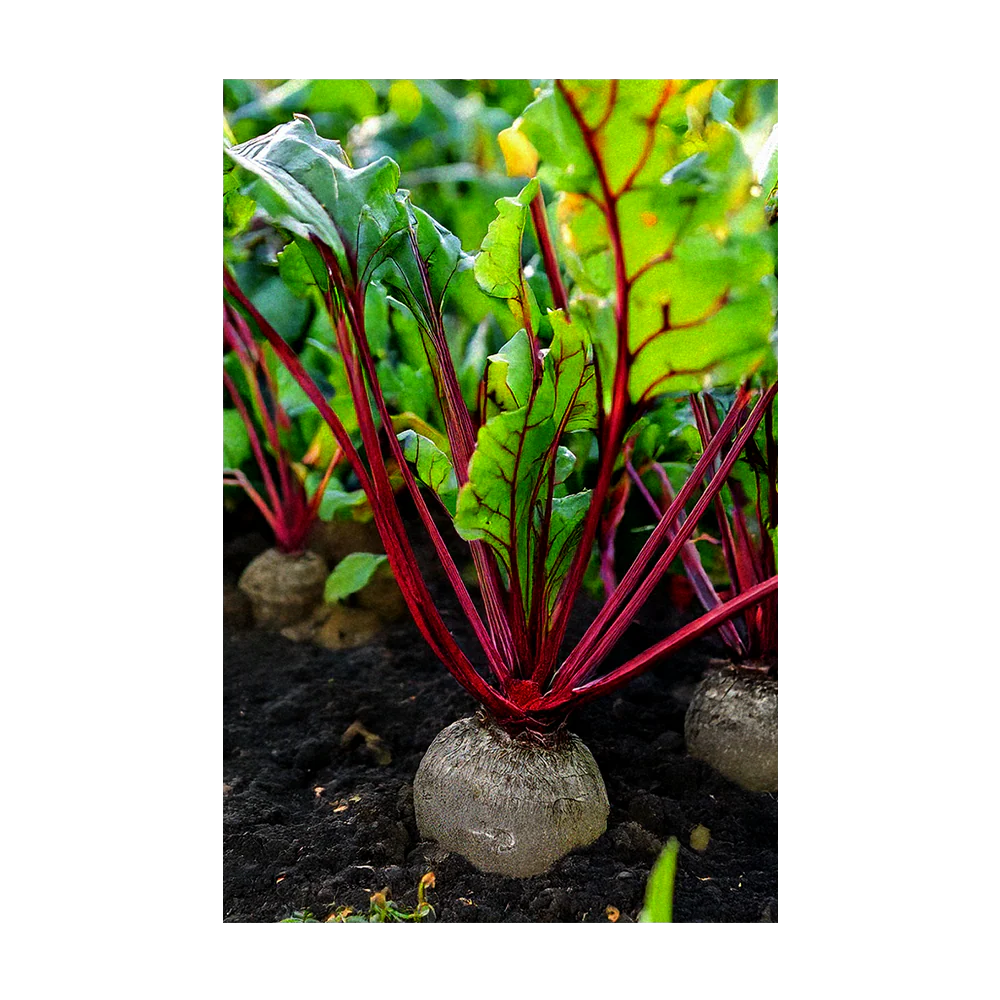 Shido Seeds Beet Seeds Packet