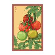 Shido Seeds Beefsteak Tomato Vegetable Herb Garden