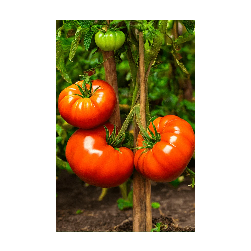 Shido Seeds Beefsteak Tomato Vegetable Herb Garden