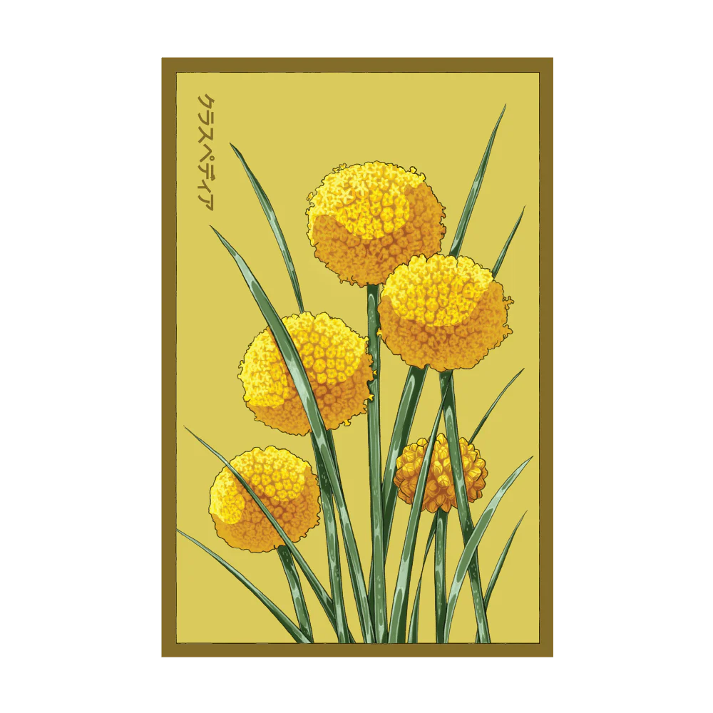Shido Seeds Billy Buttons Flower