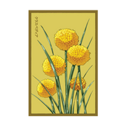 Shido Seeds Billy Buttons Flower