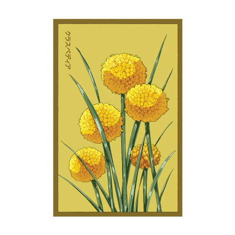 Shido Seeds Billy Buttons Flower