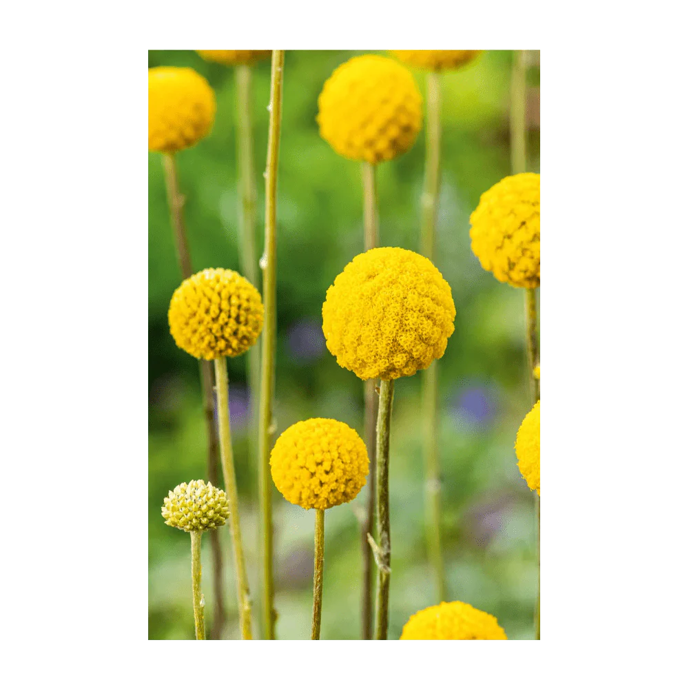 Shido Seeds Billy Buttons Flower