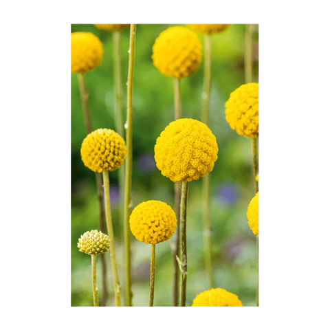 Shido Seeds Billy Buttons Flower