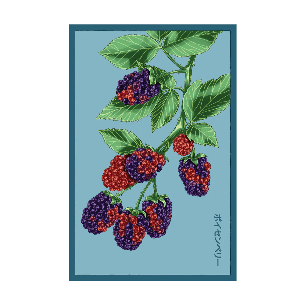 Shido Seeds Boysenberry Flower