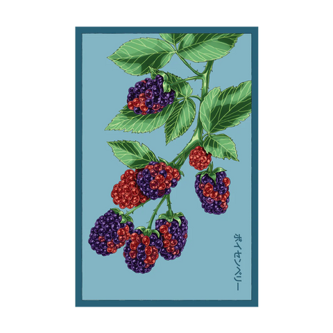 Shido Seeds Boysenberry Flower