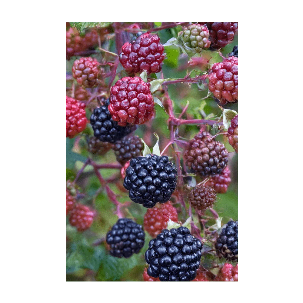 Shido Seeds Boysenberry Flower