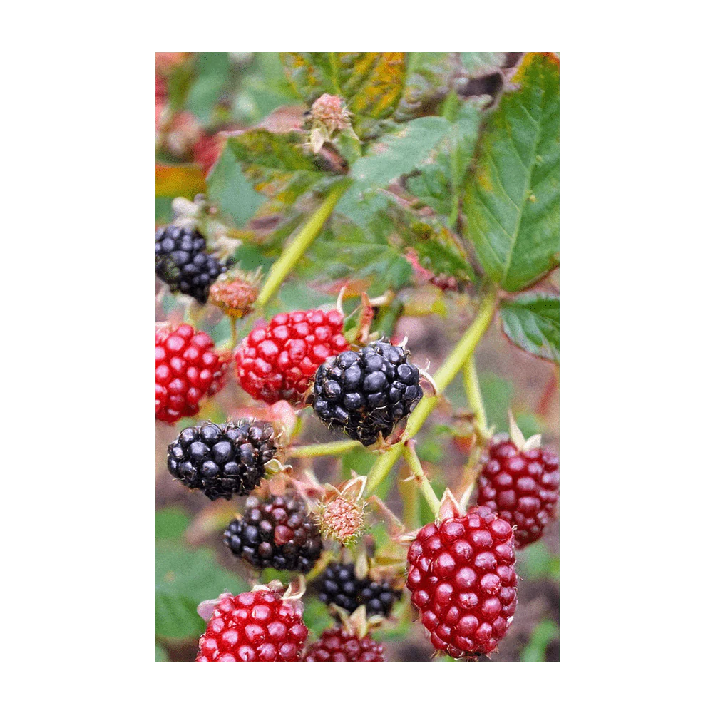 Shido Seeds Boysenberry Flower