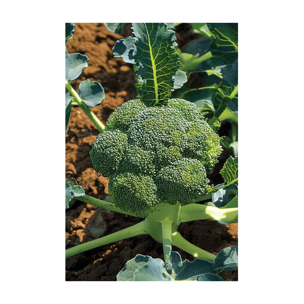 Shido Seeds Broccoli Seeds Packet