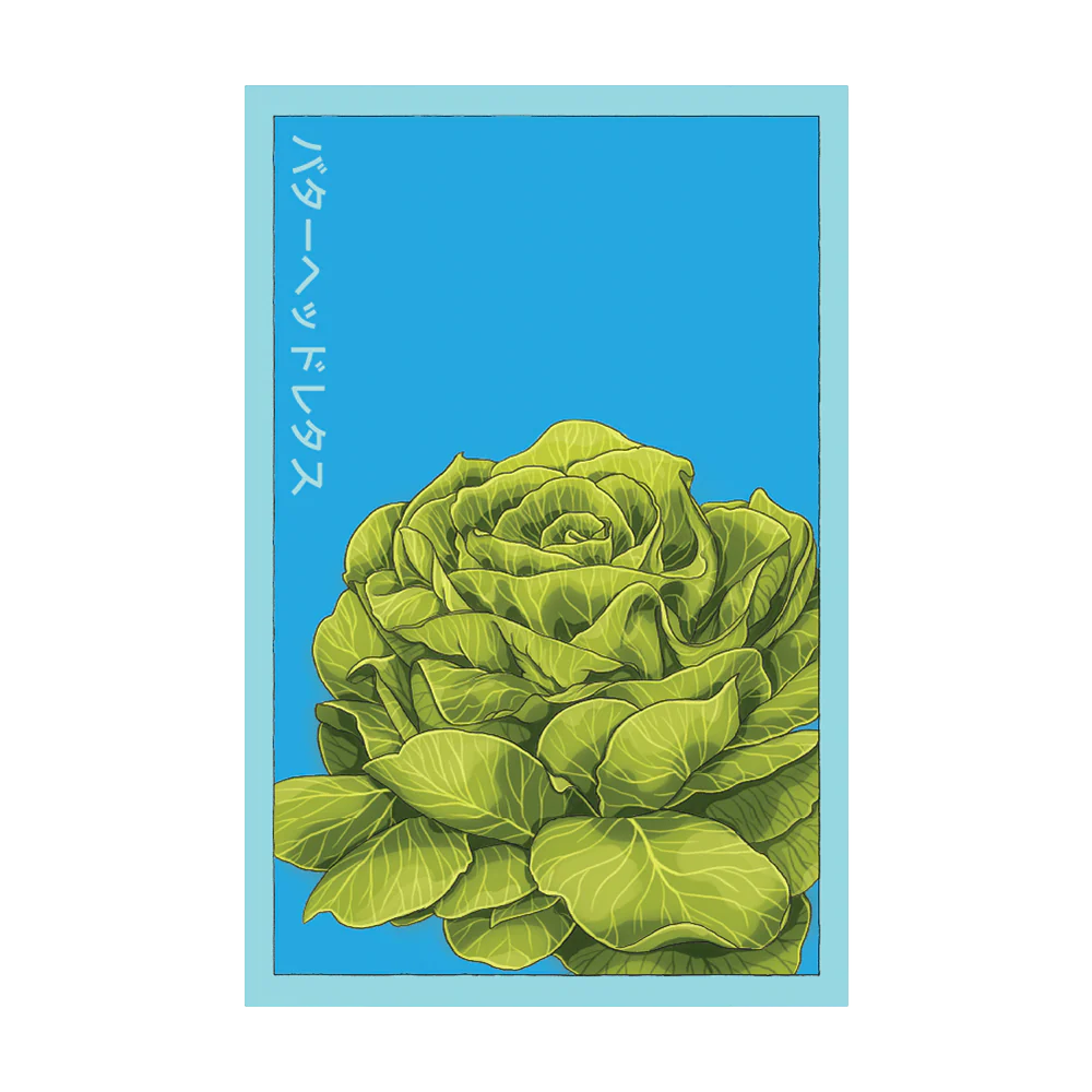 Shido Seeds Butterhead Lettuce Seeds Packet