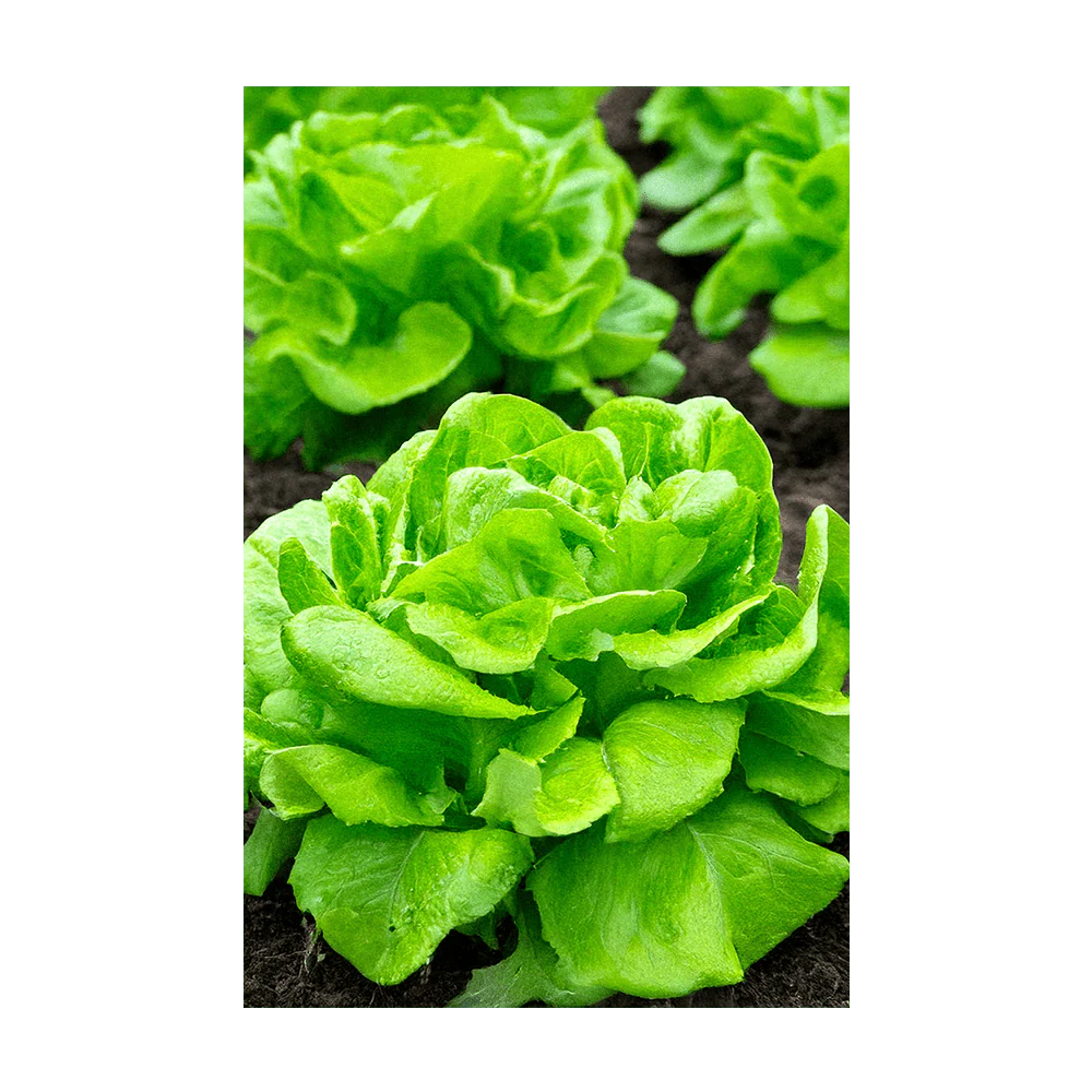 Shido Seeds Butterhead Lettuce Seeds Packet