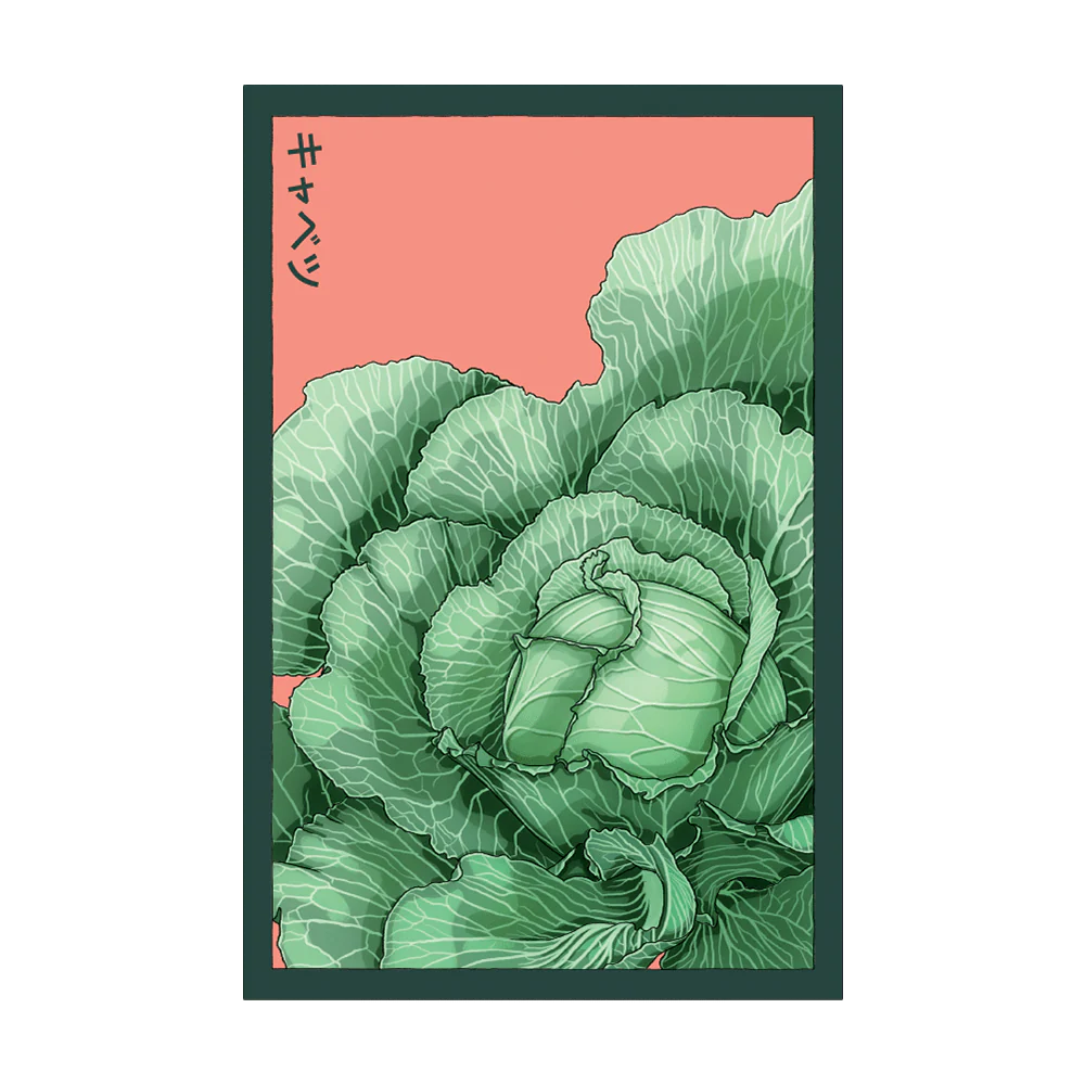 Shido Seeds Cabbage Seeds Packet