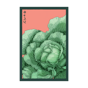 Shido Seeds Cabbage Seeds Packet