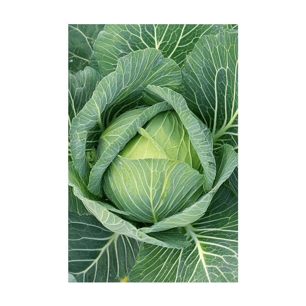 Shido Seeds Cabbage Seeds Packet
