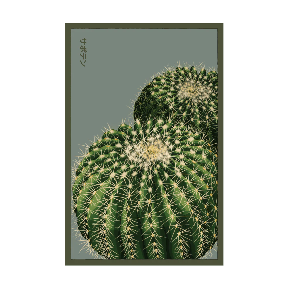 Shido Seeds Cactus Indoor Seeds