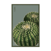 Shido Seeds Cactus Indoor Seeds