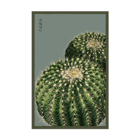 Shido Seeds Cactus Indoor Seeds