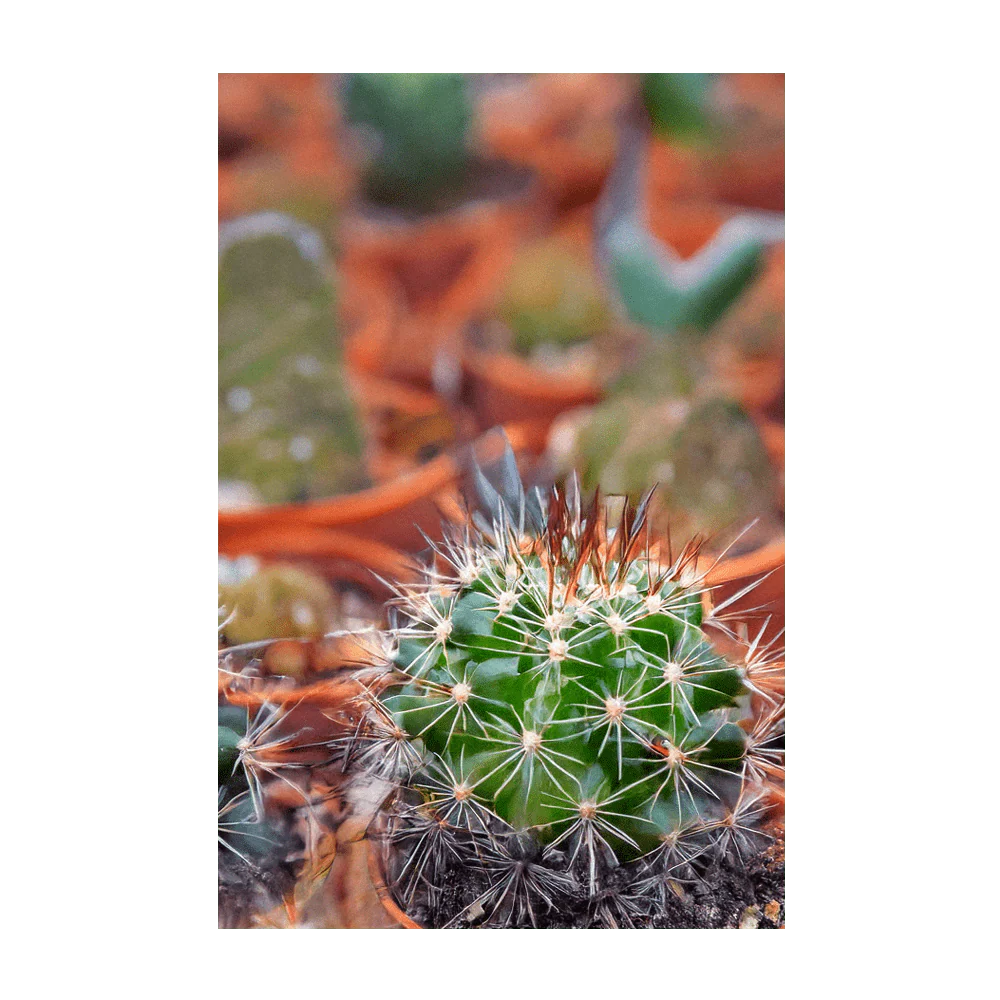 Shido Seeds Cactus Indoor Seeds