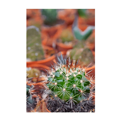 Shido Seeds Cactus Indoor Seeds