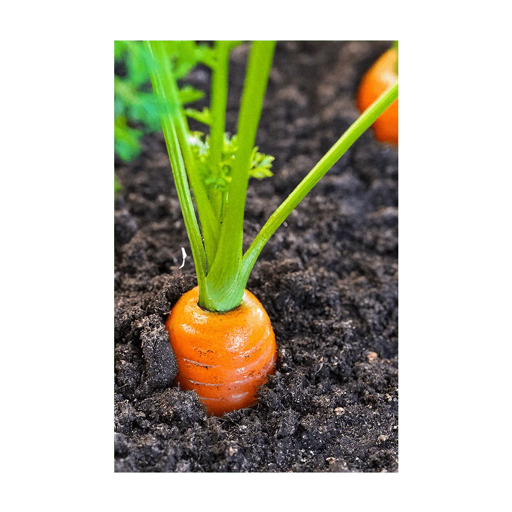 Shido Seeds Carrot Seeds Packet