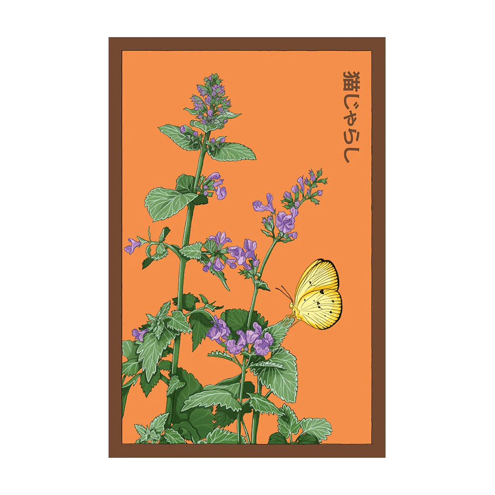 Shido Seeds Catnip Flower Seed Packet