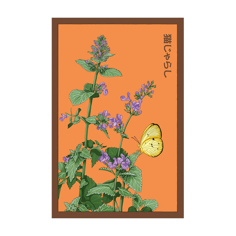 Shido Seeds Catnip Flower Seed Packet