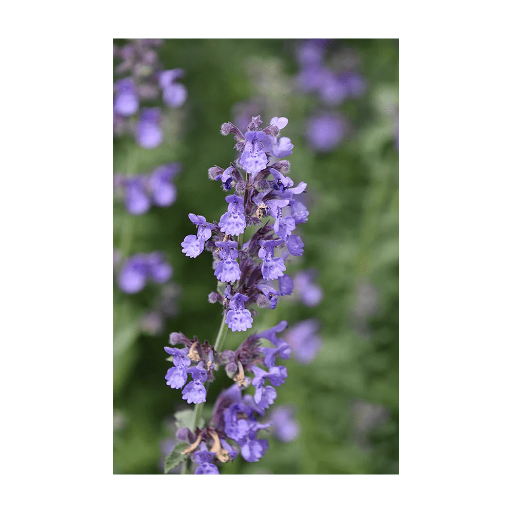 Shido Seeds Catnip Flower Seed Packet