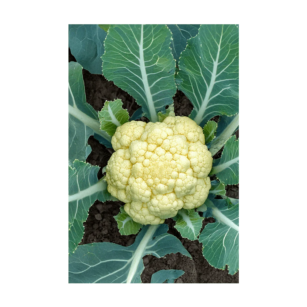 Shido Seeds Cauliflower Seeds Packet