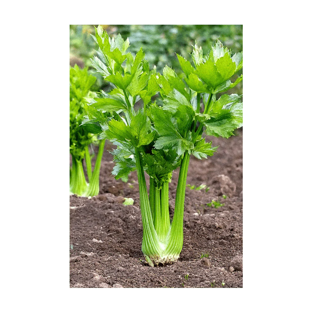 Shido Seeds Celery Seeds Packet