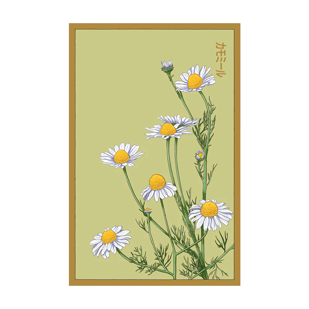 Shido Seeds Chamomile Flower Seeds