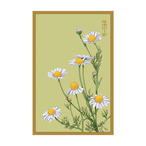 Shido Seeds Chamomile Flower Seeds