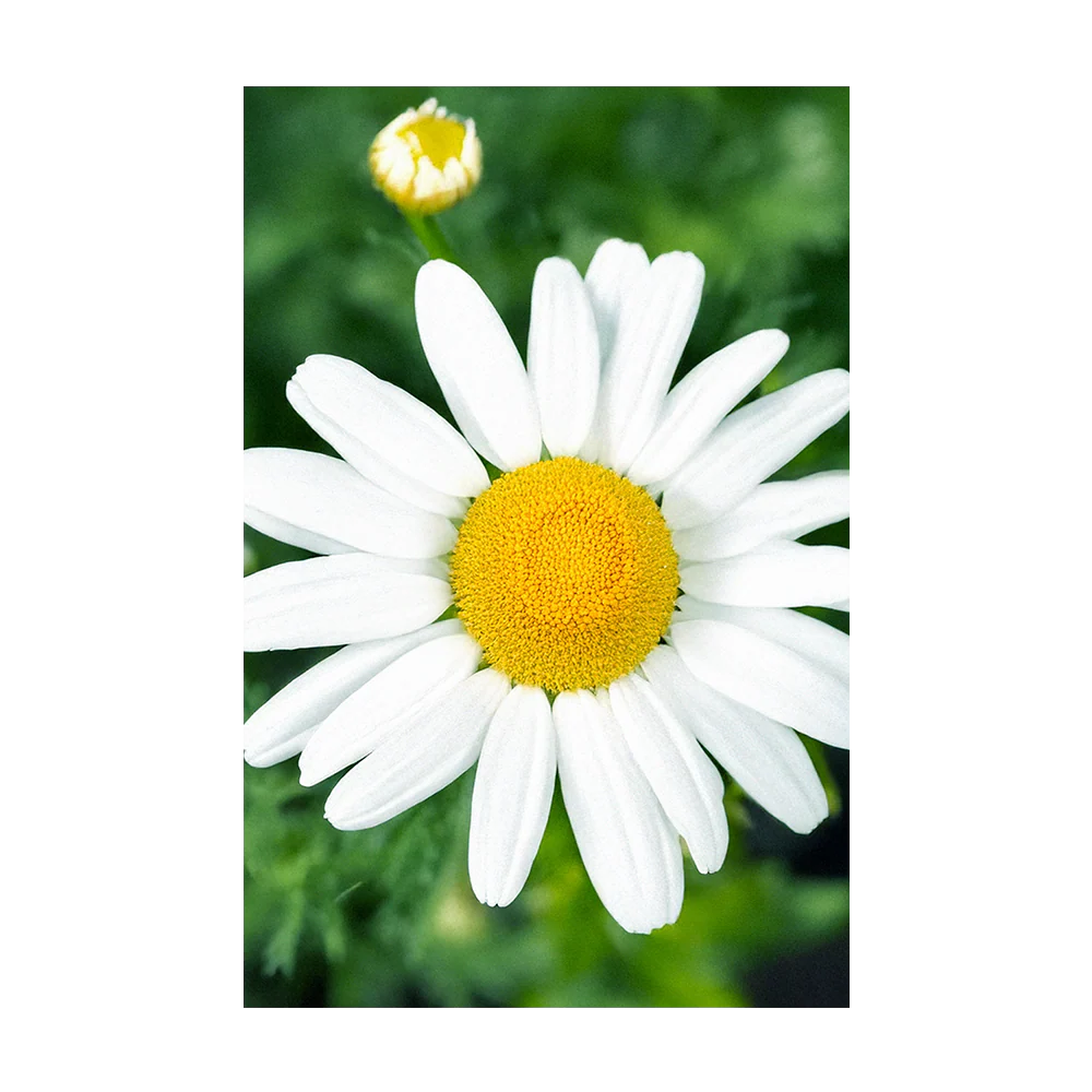 Shido Seeds Chamomile Flower Seeds