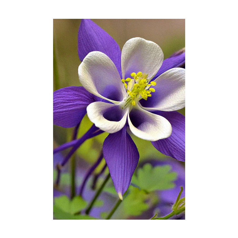 Shido Seeds Columbine Flower Seeds Packet