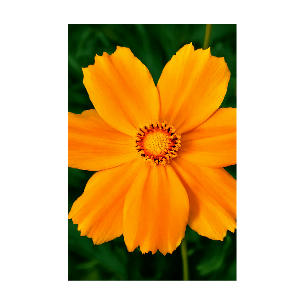 Shido Seeds Coreopsis Seeds Packet