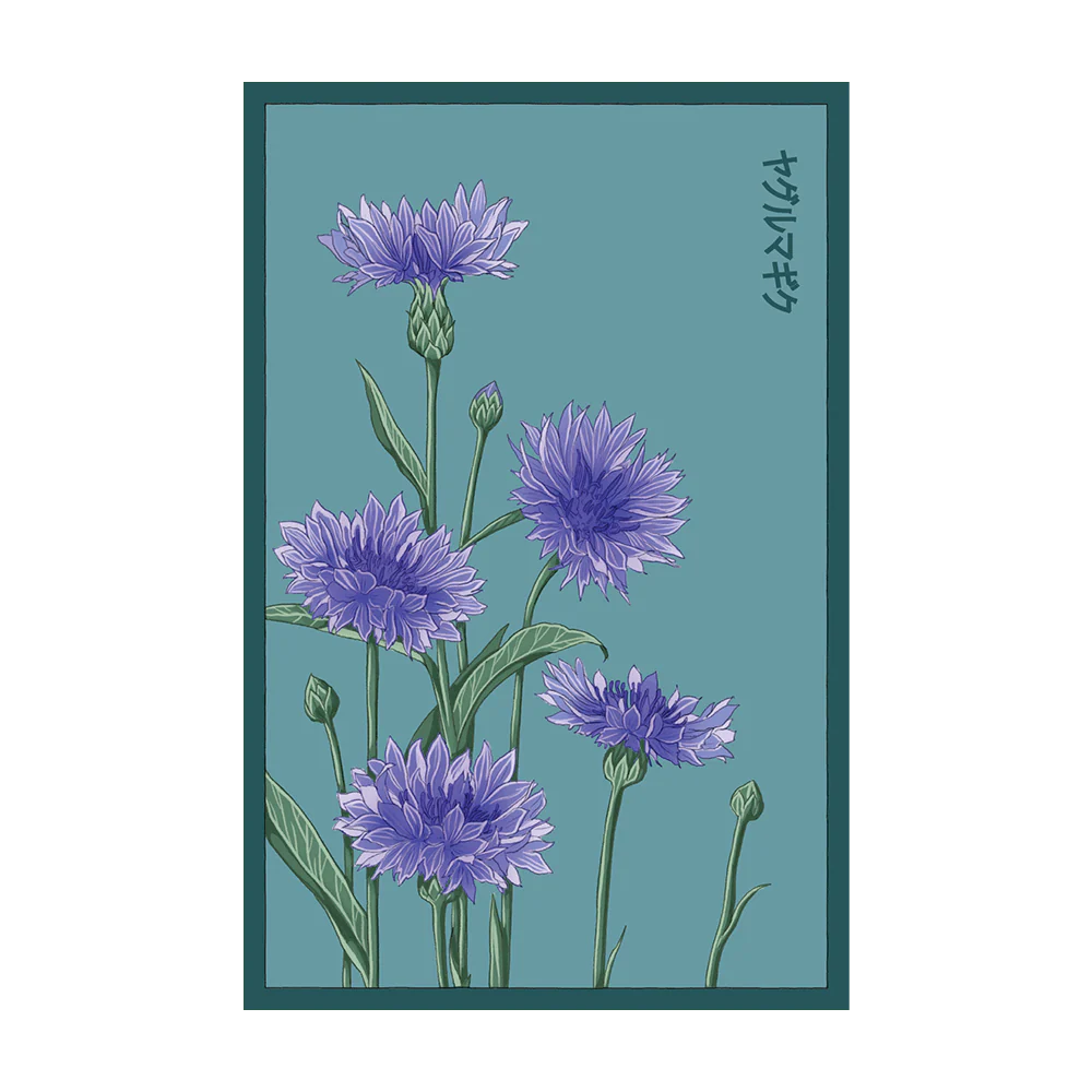 Shido Seeds Blue Cornflower
