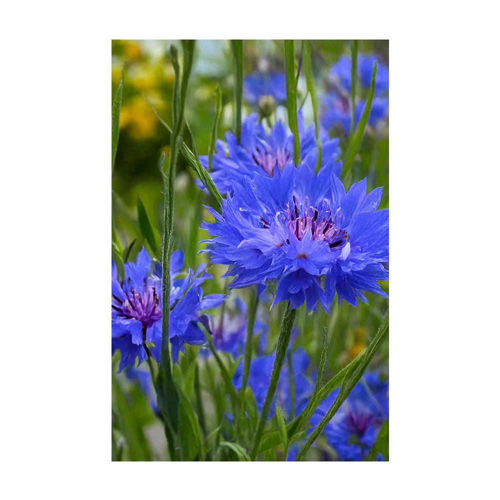 Shido Seeds Blue Cornflower