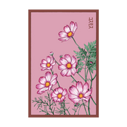 Shido Seeds Cosmos Flower