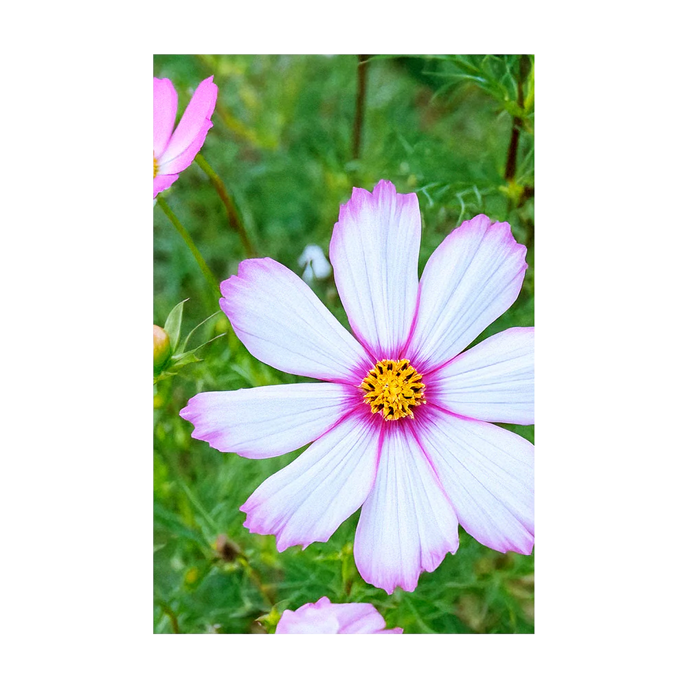 Shido Seeds Cosmos Flower