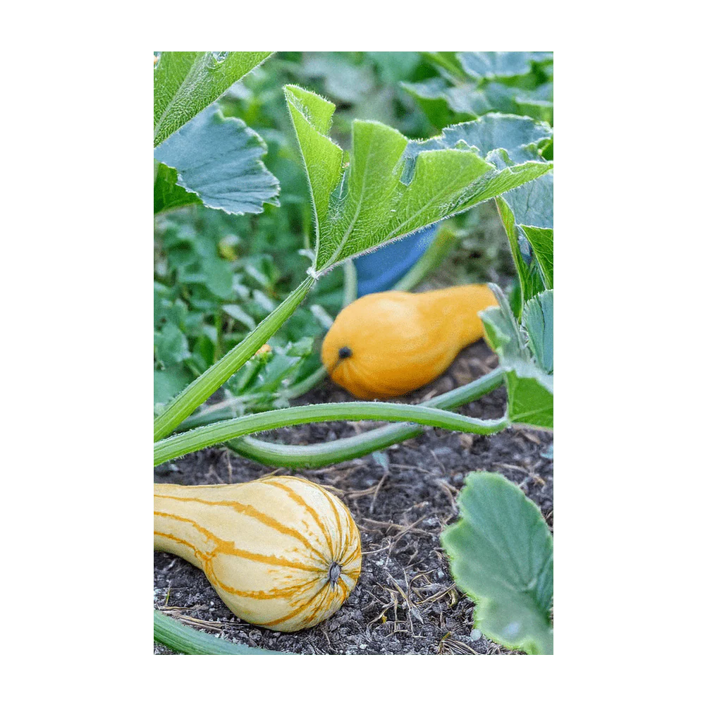 Shido Seeds Early Golden Crookneck Squash