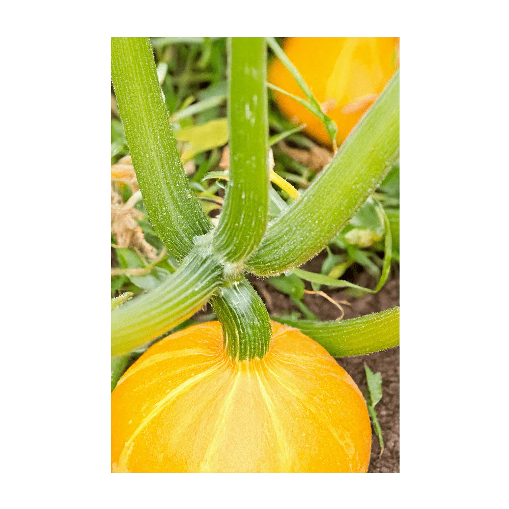 Shido Seeds Early Golden Crookneck Squash