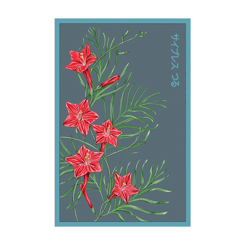 Shido Seeds Cypress Vine Seeds Packet
